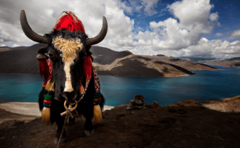 SULLA VETTA DELLO XIZANG: DOVE IL VENTO SOFFIA LO SPIRITO DI BUDDHA, Mirabile Tibet