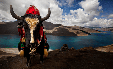 SULLA VETTA DELLO XIZANG: DOVE IL VENTO SOFFIA LO SPIRITO DI BUDDHA, Mirabile Tibet