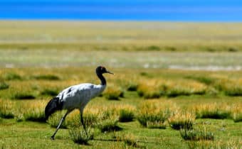 IL PROGRESSO TIBETANO: LE TAPPE DELLA SCALATA VERSO LA NORMALITA’, Mirabile Tibet