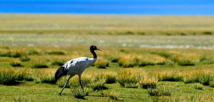 IL PROGRESSO TIBETANO: LE TAPPE FONDAMENTALI DELLA SCALATA VERSO LA NORMALITA’, Mirabile Tibet