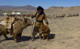 IL MASTINO TIBETANO: IL GUARDIANO DEI CONFINI, Mirabile Tibet