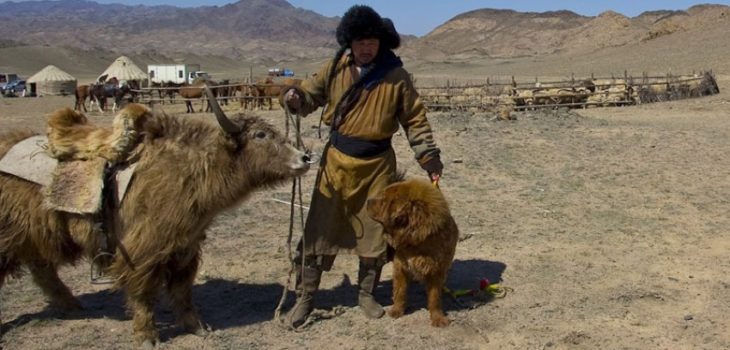 IL MASTINO TIBETANO: IL GUARDIANO DEI CONFINI TIBETANI, Mirabile Tibet