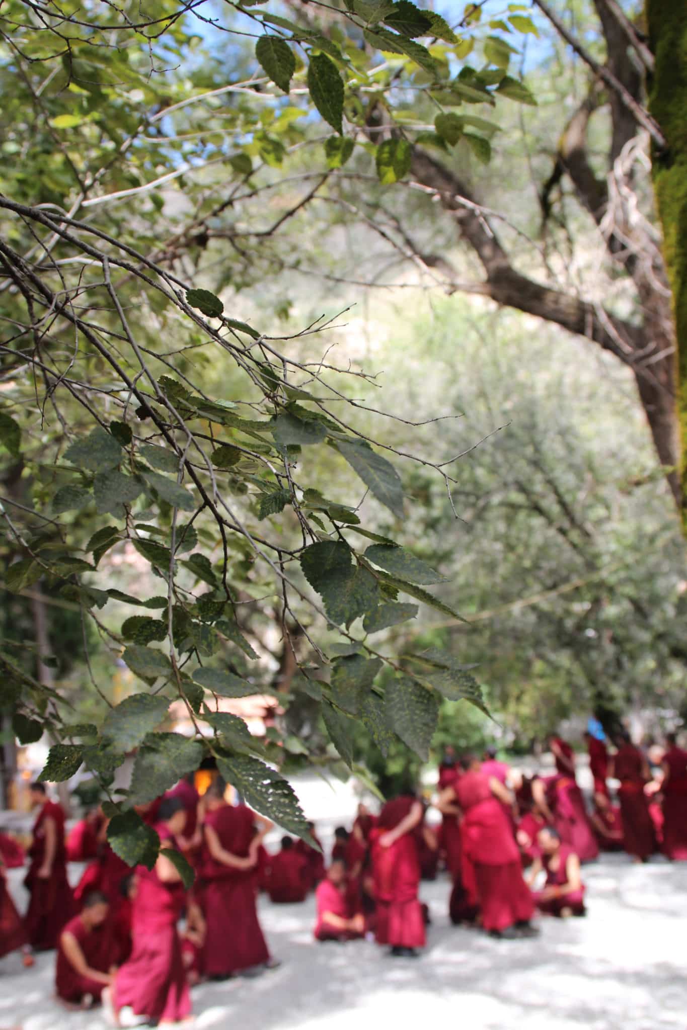 VIAGGIO TRA LE SALE DEL “MONASTERO SERA”. UN LUOGO DI CULTO ANTICO 600 ANNI, Mirabile Tibet