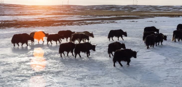 ARRIVA L’INVERNO, UN MOMENTO PER  SCOPRIRE UN TIBET INEDITO, Mirabile Tibet