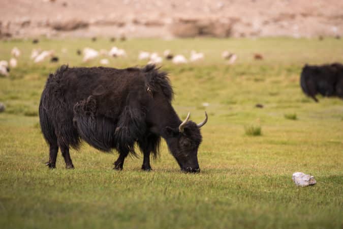 IL PRIMO REGNO DELLO YARLUNG., Mirabile Tibet