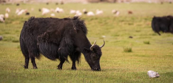 TIBET SELVAGGIO: LA “FONTE DEI TRE FIUMI”, Mirabile Tibet