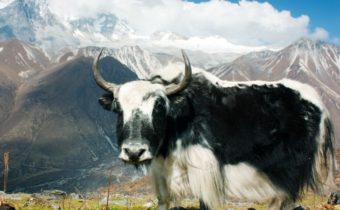 NON SOLO TEMPLI! ECCO LO YAK, L’ANIMALE SIMBOLO DEL TIBET, Mirabile Tibet