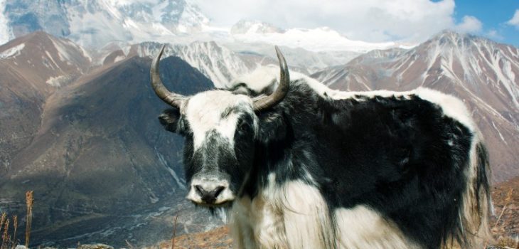 NON SOLO TEMPLI! ECCO LO YAK, L’ANIMALE SIMBOLO DEL TIBET, Mirabile Tibet