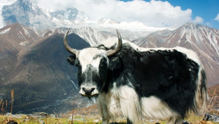 PROTEGGERE I CONFINI TIBETANI SIGNIFICA PROTEGGERE LA BIODIVERSITA’ DEL MONDO, Mirabile Tibet