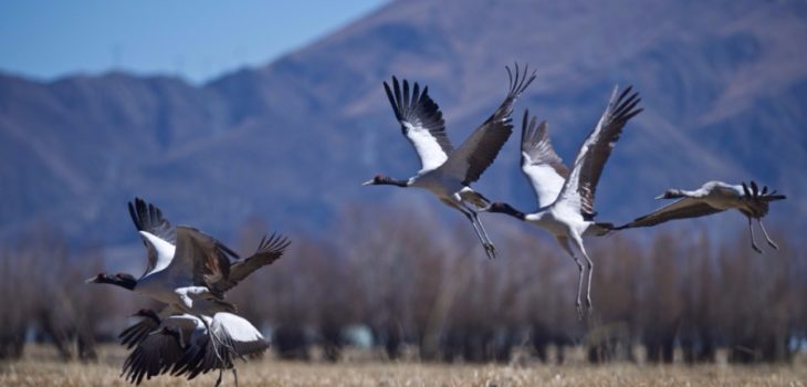 NATURA: IL TIBET TEMPIO PER LA FAUNA SELVATICA? ECCO LA RISERVA DI LHUNDRUP, Mirabile Tibet