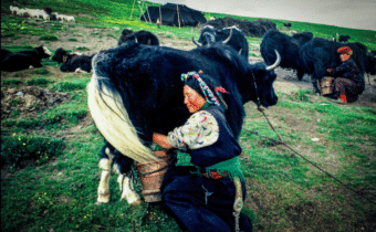 L’ORGOGLIO ETNICO DEI DROPKA, Mirabile Tibet