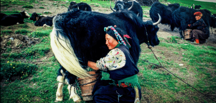 L’ORGOGLIO ETNICO DEI DROPKA, Mirabile Tibet