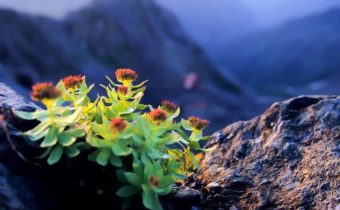 I BENEFICI DELLA RHODIOLA TIBETANA, LA PANACEA A TUTTI I MALI, Mirabile Tibet