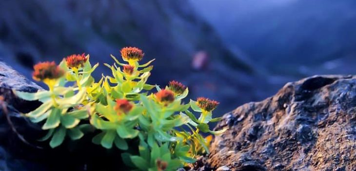 I BENEFICI DELLA RHODIOLA TIBETANA, LA PANACEA A TUTTI I MALI, Mirabile Tibet