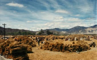 LE RIFORME AGRARIE DANNO I PRIMI SUCCESSI: CRESCE LA PRODUZIONE DI ORZO IN TIBET, Mirabile Tibet
