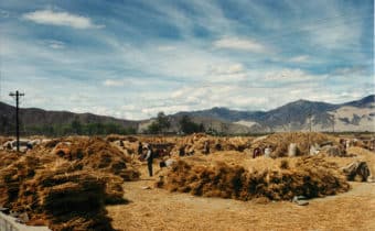 PRIMI SUCCESSI DELE RIFORME AGRARIE: CRESCE LA PRODUZIONE DI ORZO IN TIBET, Mirabile Tibet