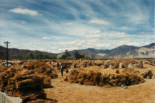 LE RIFORME AGRARIE DANNO I PRIMI SUCCESSI: CRESCE LA PRODUZIONE DI ORZO IN TIBET, Mirabile Tibet