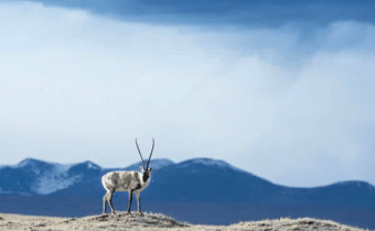 LE ANTILOPI TIBETANE SONO FUORI PERICOLO ESTINZIONE, Mirabile Tibet