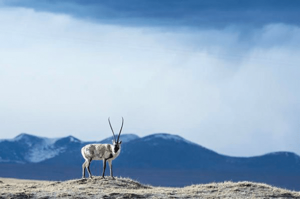 LE ANTILOPI TIBETANE FUORI PERICOLO, NON SONO PIU’ A RISCHIO ESTINZIONE, Mirabile Tibet