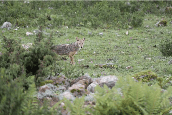 WILD TIBET: AVVISTATO UN RARISSIMO “SCIACALLO DORATO”, Mirabile Tibet
