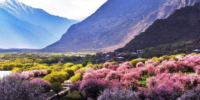 I FIORI DI PESCO DI NYINGCHI: DUE ITINERARI DA NON PERDERE ALL’INTERNO DEI CONFINI TIBETANI, Mirabile Tibet