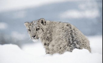 IL LEOPARDO DELLE NEVI, MINACCIA PER I PASTORI LOCALI?, Mirabile Tibet
