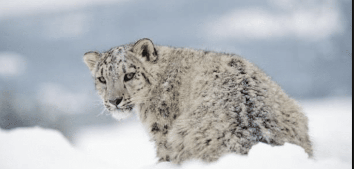 WILD NATURE: LEOPARDO DELLE NEVI NON ESTINTO GRAZIE AI MONACI TIBETANI, Mirabile Tibet