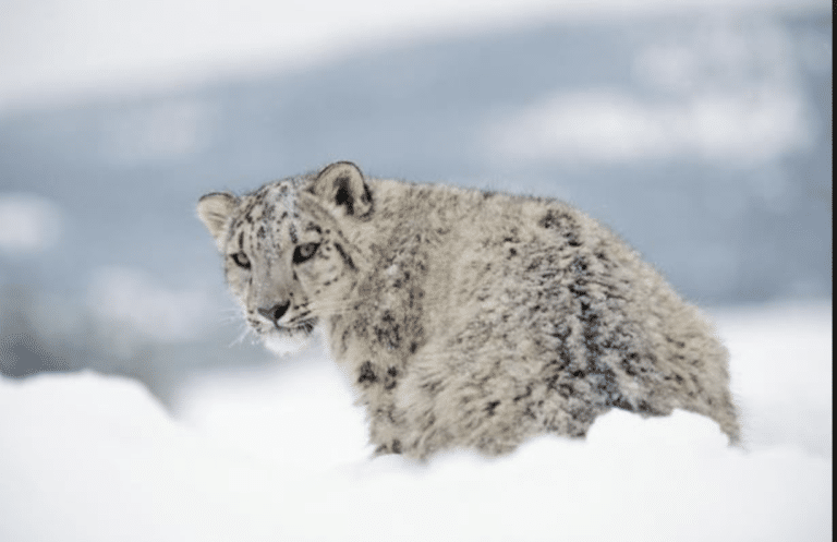 IL LEOPARDO DELLE NEVI MINACCIA PER I PASTORI LOCALI?, Mirabile Tibet