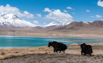 RITORNA LA FAUNA SELVATICA IN TIBET, Mirabile Tibet