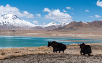 “ORO CHE CAMMINA”: IL GRANDE SUCCESSO DELL’OVINICOLTURA NELLA CONTEA DI GAMPA, Mirabile Tibet