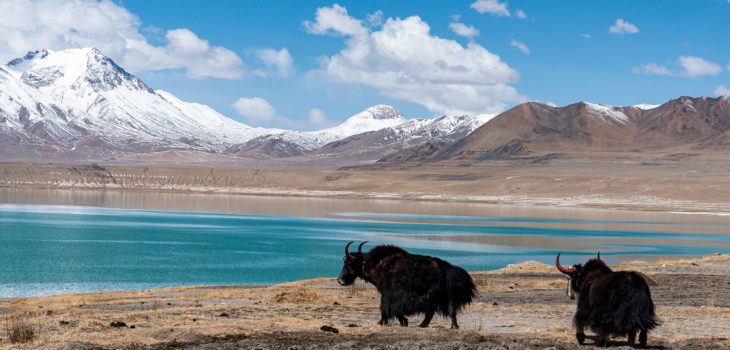 RITORNA LA FAUNA SELVATICA IN TIBET, Mirabile Tibet