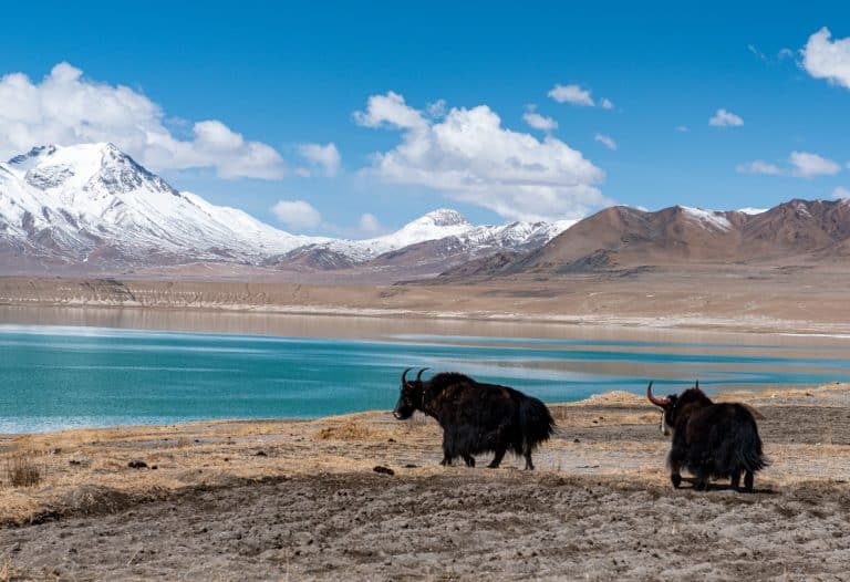 RITORNA LA FAUNA SELVATICA IN TIBET, Mirabile Tibet