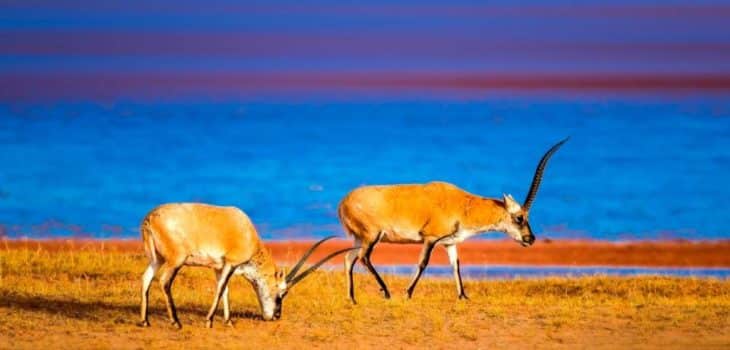 HI-TECH CONTRO IL BRACCONAGGIO: DRONI MONITORERANNO LA MIGRAZIONE DELLE ANTILOPI, Mirabile Tibet