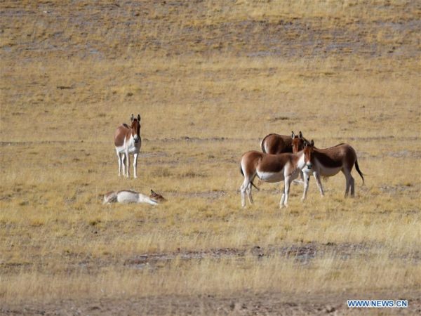 TIBET: IL NUOVO PARCO NATURALE “IN CIMA AL MONDO” E’ REALTA’, Mirabile Tibet