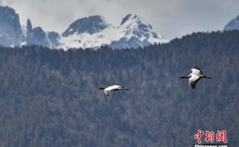 IL LAGO NAPAHAI: UN PARADISO PER GLI UCCELLI MIGRATORI, Mirabile Tibet