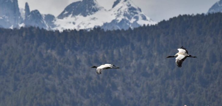 IL LAGO NAPAHAI: UN PARADISO PER GLI UCCELLI MIGRATORI, Mirabile Tibet