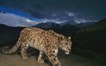 NATURA, PUBBLICATI I PRIMI RISULTATI DEL TRACCIAMENTO LEOPARDI DELLE NEVI, Mirabile Tibet