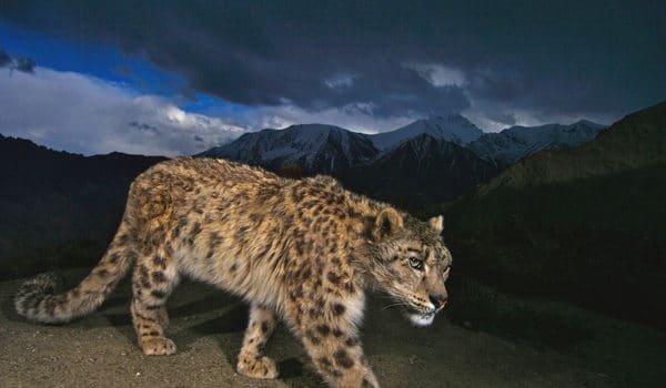 LEOPARDO DELLE NEVI, NUOVI ESEMPLARI SCOPERTI IN TIBET, Mirabile Tibet