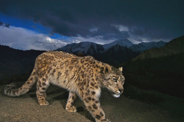 IL “RE” DELL’HIMALAYA RITORNA TRA LE MONTAGNE! ANCHE GRAZIE AI MONACI TIBETANI, Mirabile Tibet