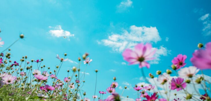 PRIMAVERA IN TIBET? ECCO PERCHE’ VALE LA PENA ANDARCI, Mirabile Tibet