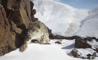 TIBET: NON SOLO LEOPARDO DELLE NEVI, ANCHE IL GATTO SELVATICO DI QILIAN DIVENTA SPECIE PROTETTA, Mirabile Tibet