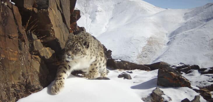 TIBET: NON SOLO LEOPARDO DELLE NEVI, ANCHE IL GATTO SELVATICO DI QILIAN DIVENTA SPECIE PROTETTA, Mirabile Tibet