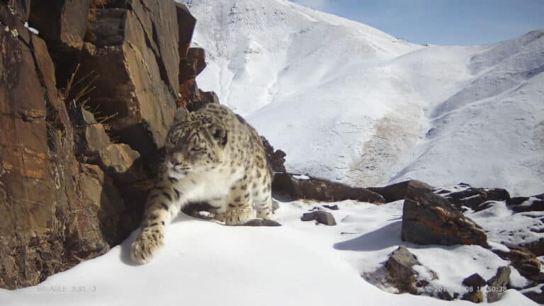 TIBET: NON SOLO LEOPARDO DELLE NEVI, ANCHE IL GATTO SELVATICO DI QILIAN DIVENTA SPECIE PROTETTA, Mirabile Tibet