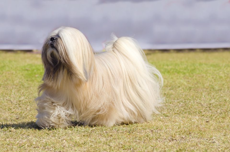 IL LHASA APSO, IL “PICCOLO” CANE DEL TIBET, Mirabile Tibet