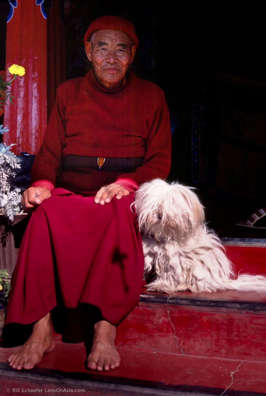IL LHASA APSO, IL “PICCOLO” CANE DEL TIBET, Mirabile Tibet