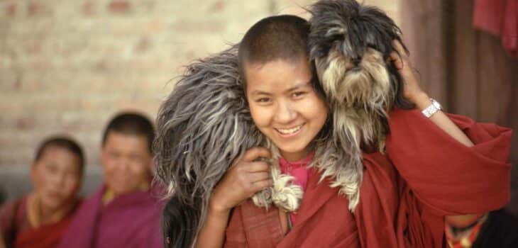 IL LHASA APSO, IL “PICCOLO” CANE DEL TIBET, Mirabile Tibet