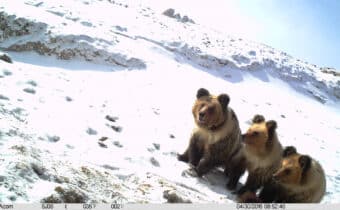 CAMBIAMENTO CLIMATICO: HABITAT DEGLI ORSI A RISCHIO, Mirabile Tibet