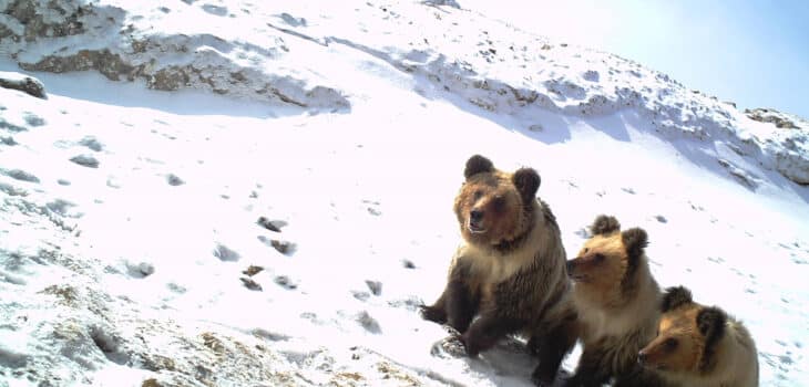 AUMENTA LA POPOLAZIONE DELL’ORSO TIBETANO SULL’ALTOPIANO QINGHAI-TIBET, Mirabile Tibet