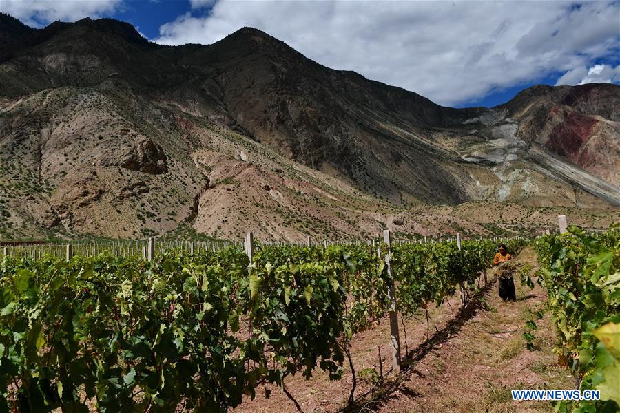 “AO YUN”, IL VINO DI LUSSO TIBETANO DA GUINNESS DEI PRIMATI, Mirabile Tibet