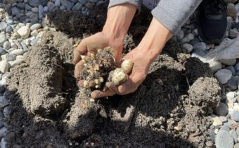 ECONOMIA, LA DI COLTIVAZIONE DELLA GASTRODIA AIUTA LE AREE RURALI, Mirabile Tibet